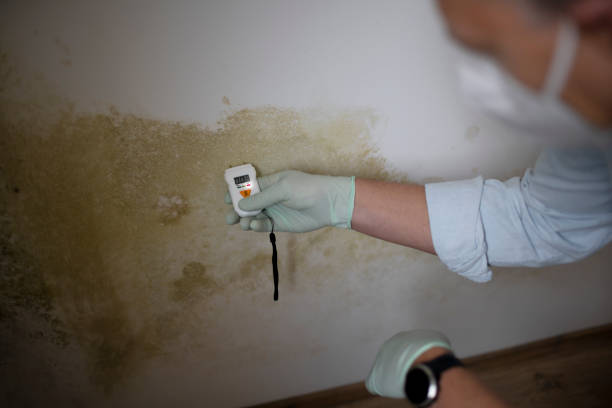 Best Fast Mold Removal  in Denair, CA