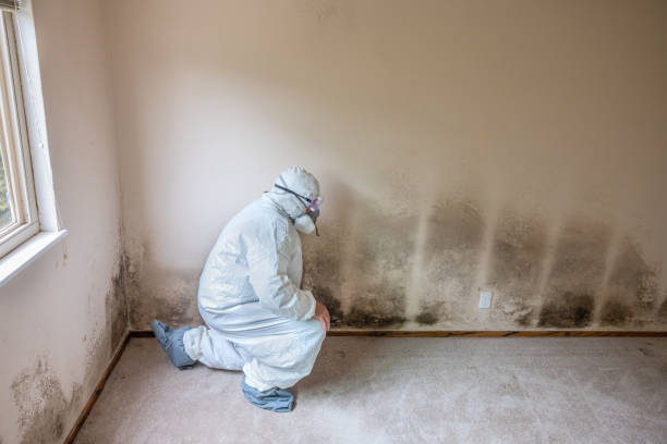 Best Certified Mold Removal  in Denair, CA