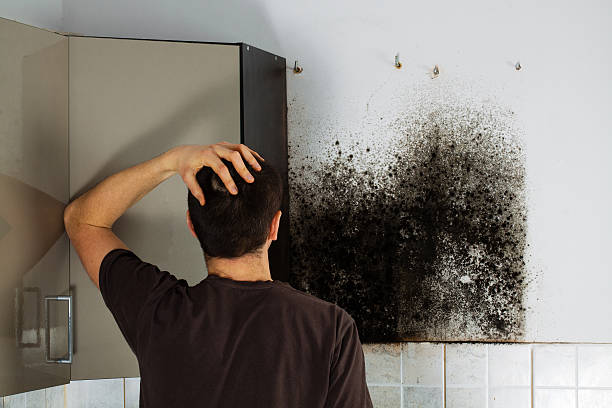 Best Mold Inspection  in Denair, CA