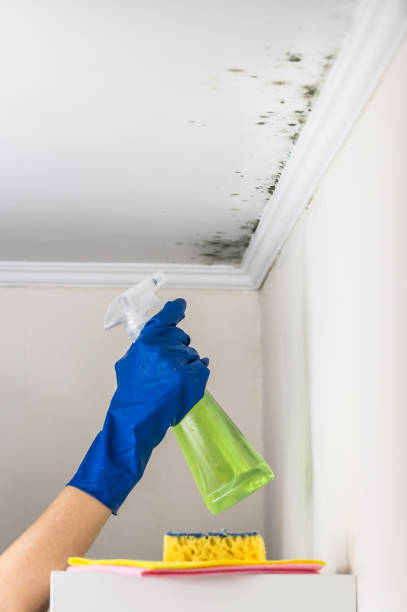 Best Mold Removal Specialists  in Denair, CA